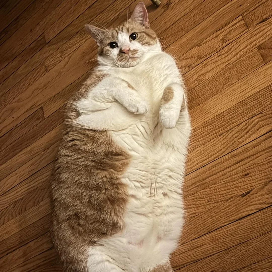FATCAT2 logo